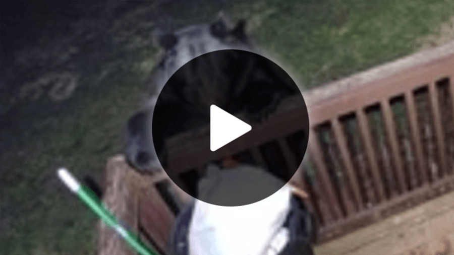 Watch this Granby bear tear decking off to get trash
