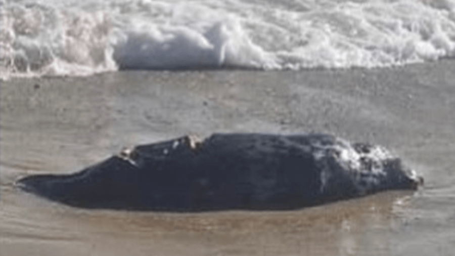 Season's first great white shark sighting in Massachusetts confirmed