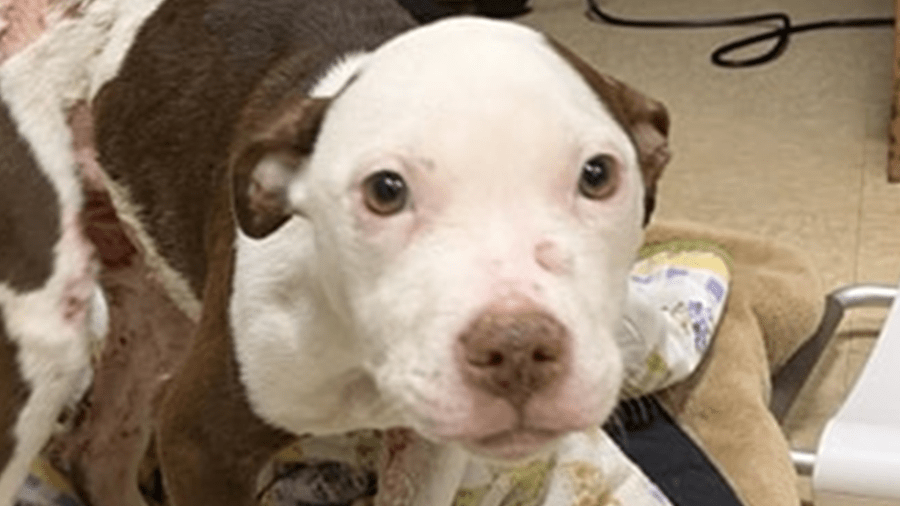 Puppy found near Boland School in Springfield with burn type injuries