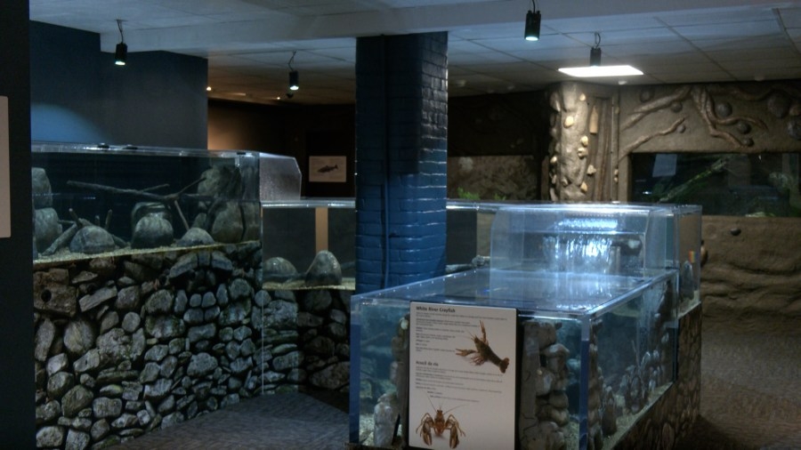Springfield Museums reopens live animal exhibit