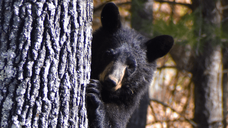 PHOTOS: Chickens survive family of bears in Ware