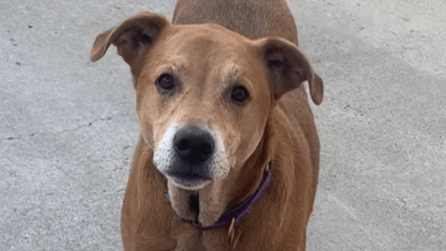 Mississippi dog seeks new home again at Massachusetts shelter