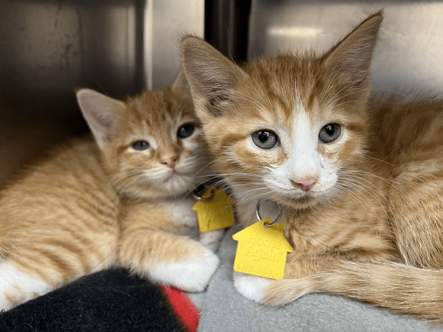 Dakin Humane Society of Springfield awarded grant for adoption and lifesaving efforts