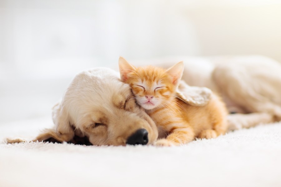 These new laws go into effect in Massachusetts that help protect pets