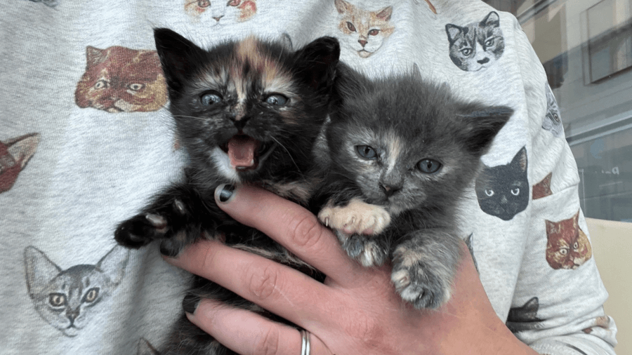 Two kittens at MSPCA-Angell need care before finding forever home