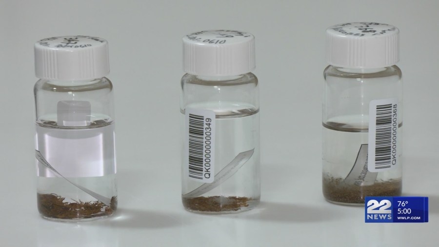 New strain of bacteria in tick discovered at UMass Amherst