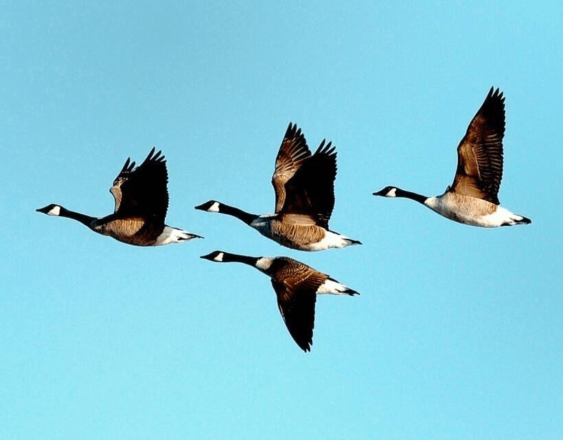 'Widespread' bird flu leads to spike in wild bird deaths