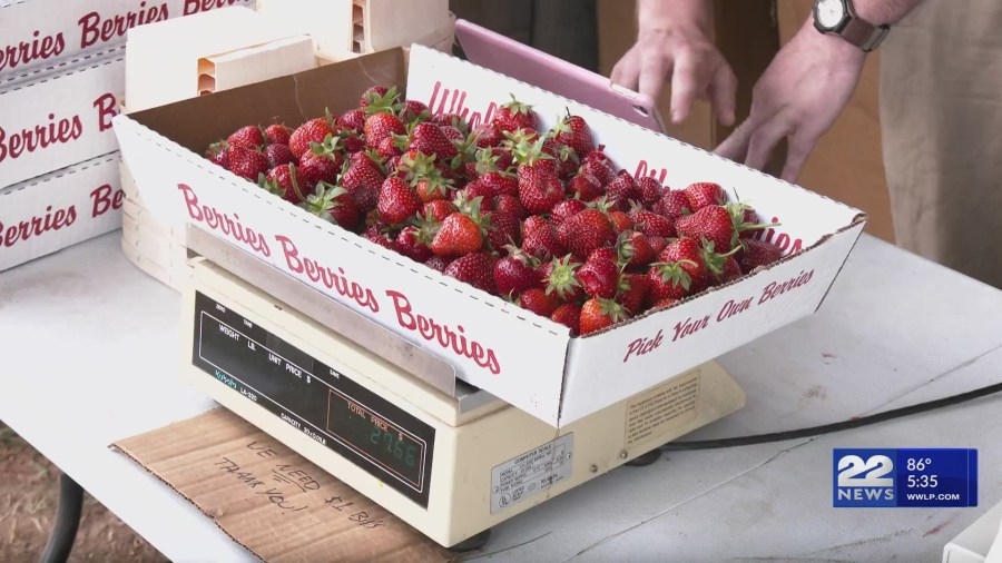 Recent wet weather creates significant impact on the quantity of strawberries at local farms