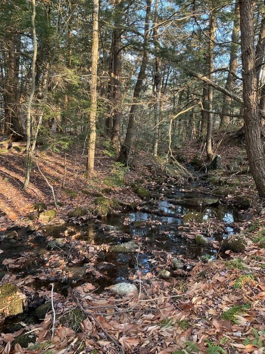 Conservation group buys 109 acres in Berkshire County