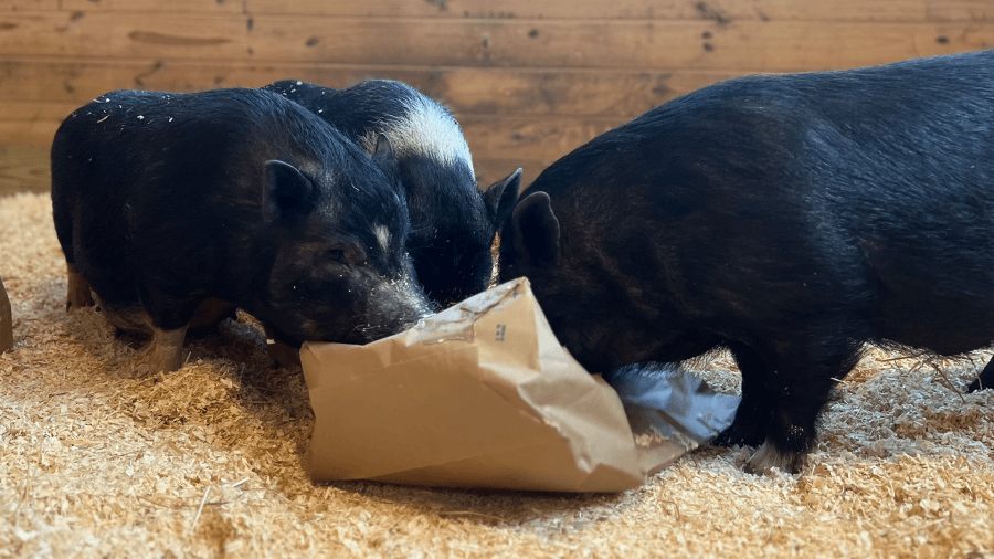Franklin County farm owner surrenders nearly 150 animals following investigation