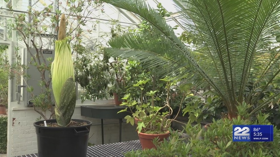 Corpse flower to be in bloom at Smith College