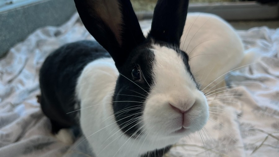 More than 40 rabbits surrendered in Massachusetts seeking new homes ahead of Easter