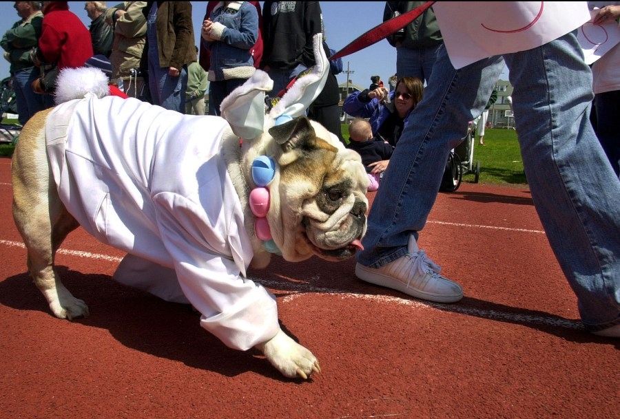 Pet owners, beware: Easter dangers to your furry friends