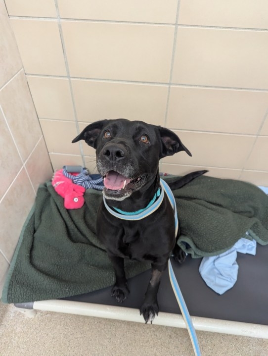 Four dogs sent from Pasadena ready for adoption in Mass.