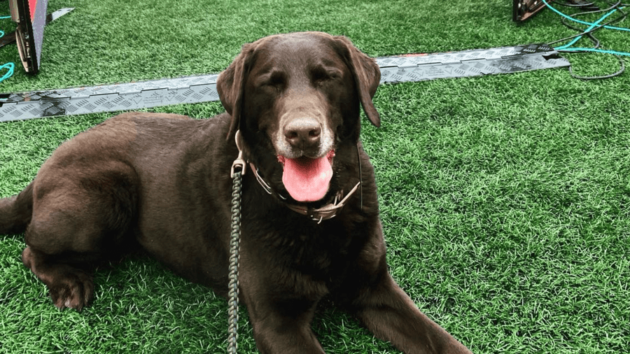 Massachusetts Environmental Police retired police K9 Jett passes away