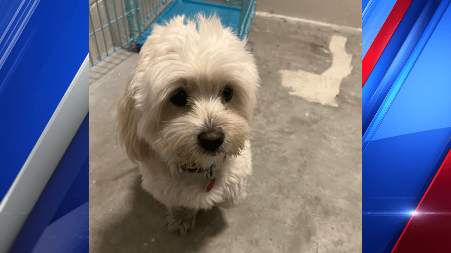 Stranded puppy rescued from Connecticut River bridge in Holyoke