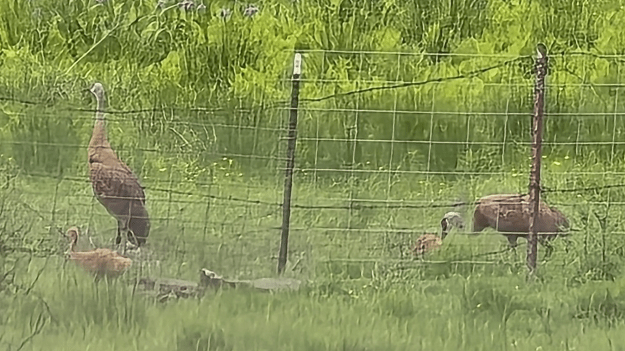 Family of sandhill cranes spotted in Plainfield