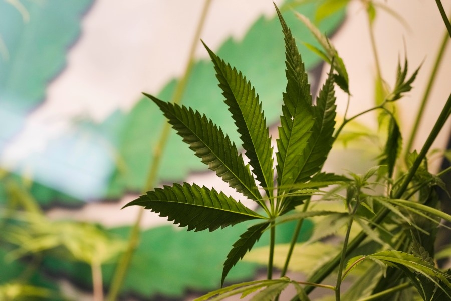 House poised to approve major cannabis bill on Wednesday