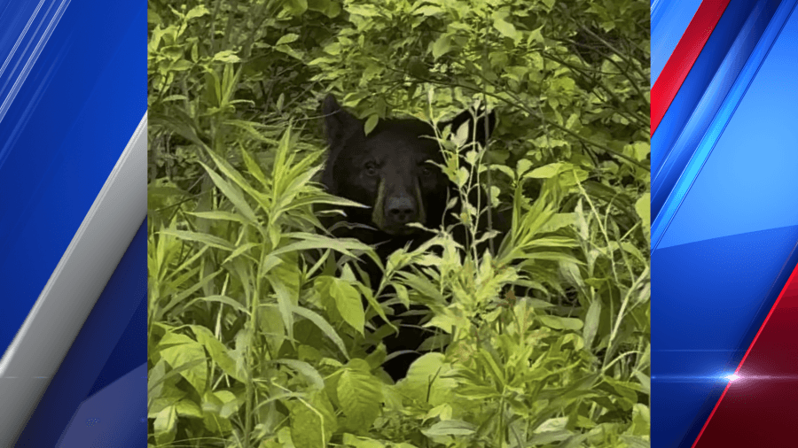 Black bear caught peeking through trees in Amherst