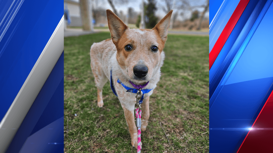 Dog rescued in Sturbridge animal cruelty case by MSPCA prepares for adoption