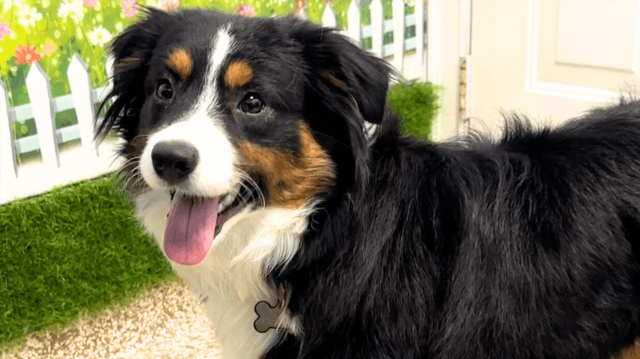 Puppy taken in at Massachusetts animal shelter suffers from serious disease