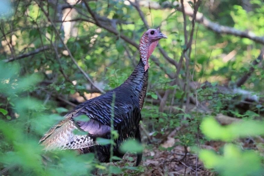 Massachusetts spring turkey hunting season starts this month: Licenses, permits, safety tips