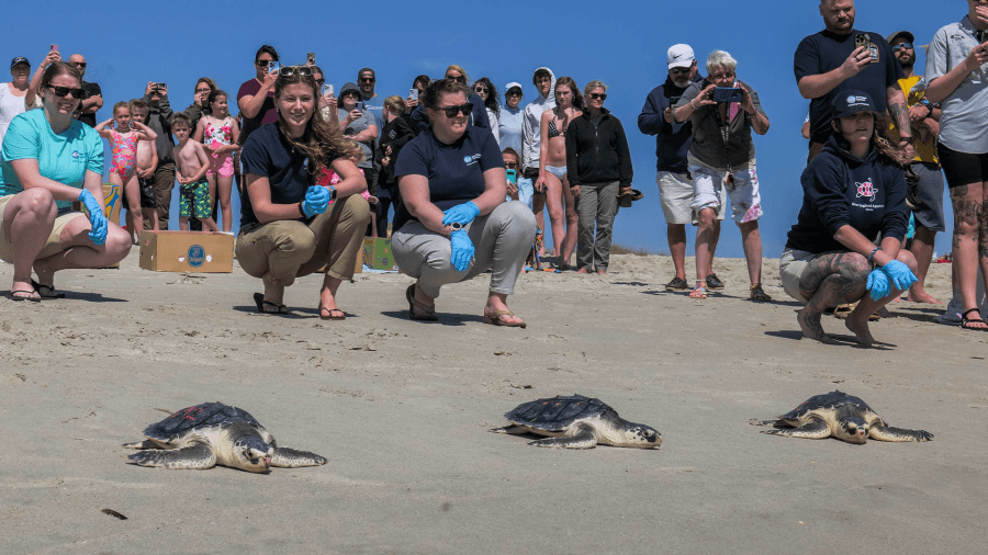 Massachusetts sea turtles return to ocean after months of rehab