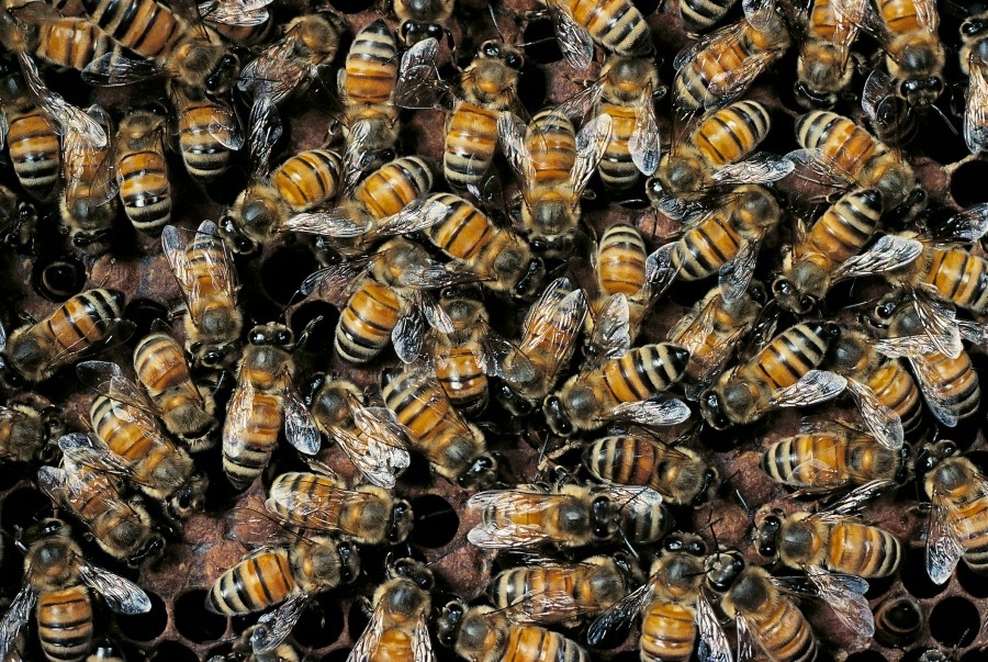 Owner of Billy's C's raw honey in Southwick died in Ohio crash