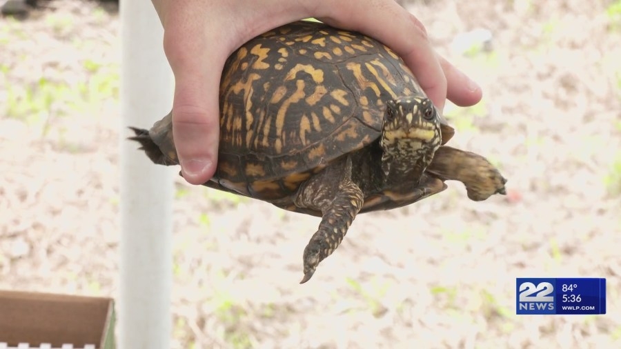 Eversource conducts ‘Turtle-palooza' wildlife protection training in Agawam