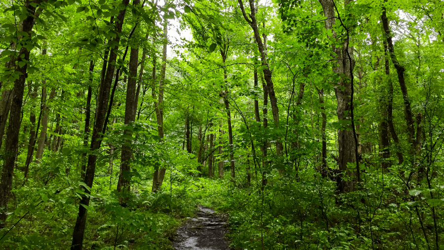 Mass. DCR awards thousands of dollars in grants to expand and protect urban forests