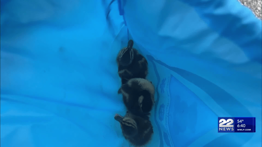 Stoneham fire crews rescue ducklings from sewer drain