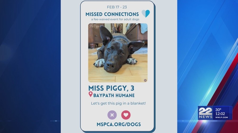 MSCPA to waive fees during 'Missed Connections' adoption event
