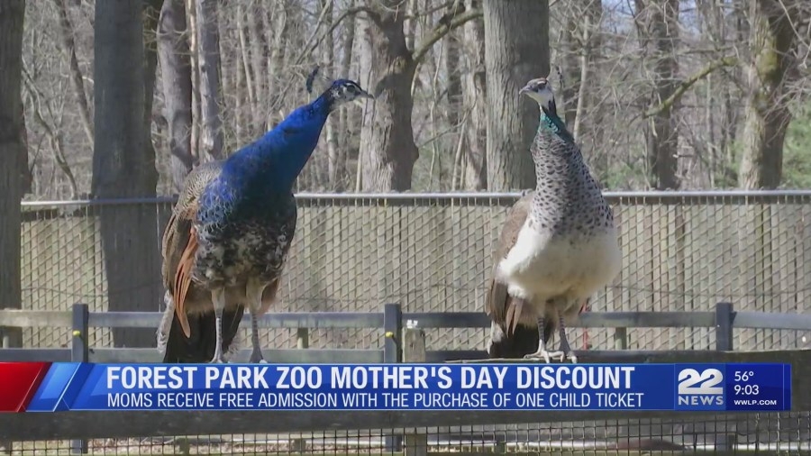 Mother's Day events and deals at zoos in western Mass.