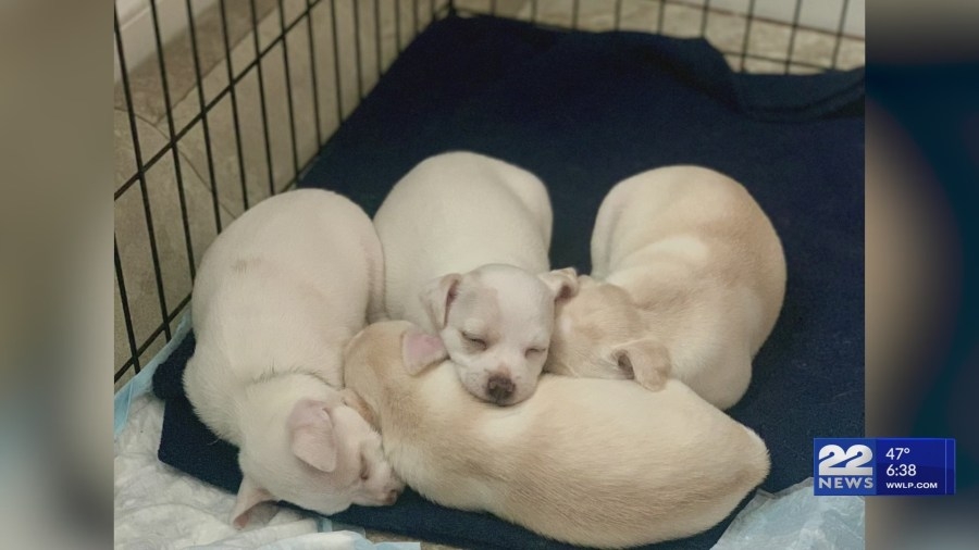 Second Chance Animal Services seek foster families for pregnant pets