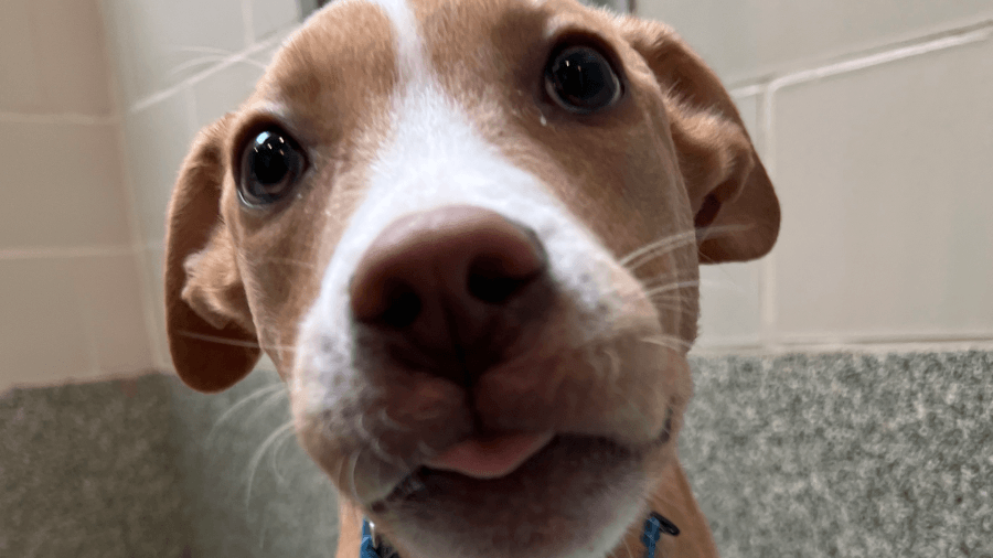 Massachusetts animal hospital to perform life-saving surgery on homeless puppy