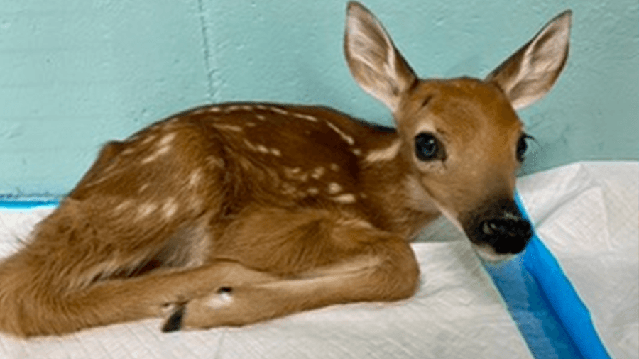 Zoo in Forest Park warns against disturbing fawns