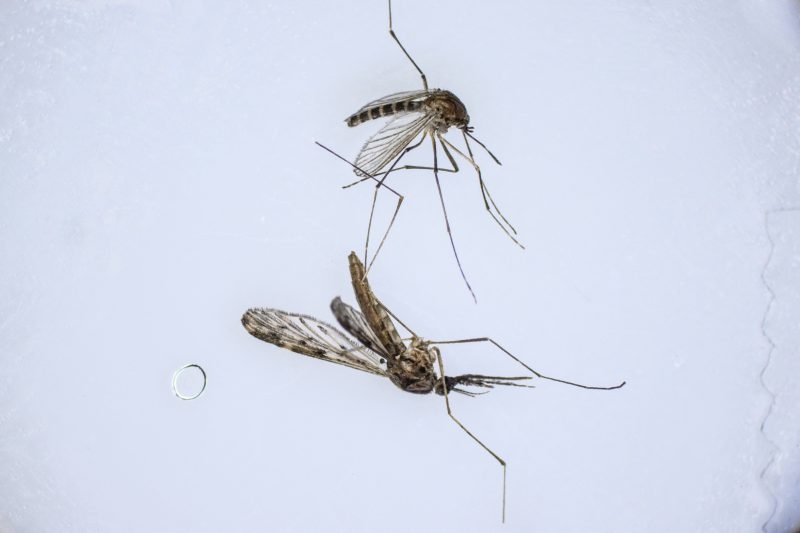 Mosquito activity: Effective ways to prevent bites