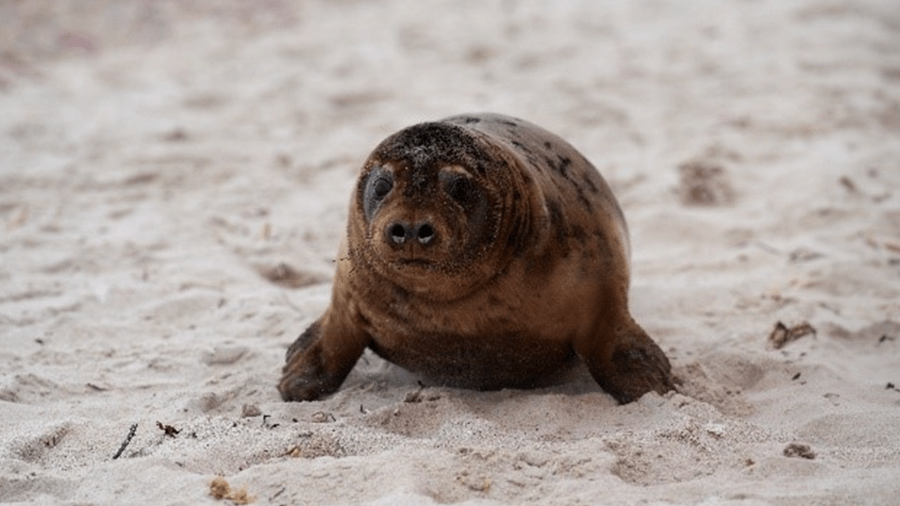 Mystic Aquarium releases rehabilitated seals in Rhode Island