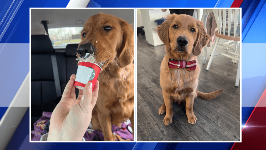 Missing Golden Retriever of West Springfield, Remi found dead, 'family finally has some closure'