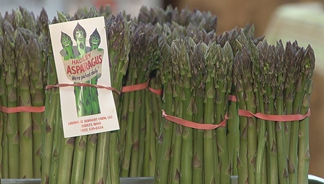 Hadley Asparagus Festival returns next month