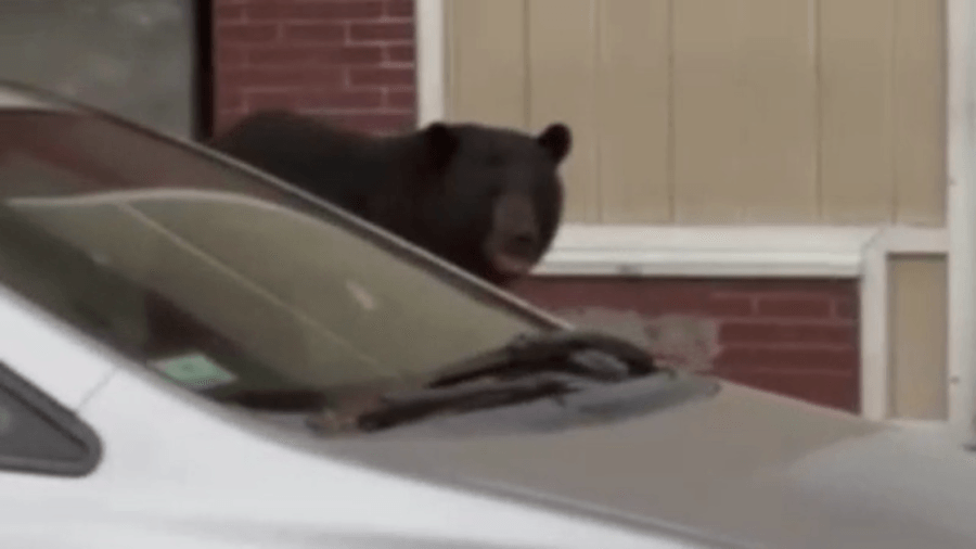 Bear sightings in western Mass. increase due to warmer winters