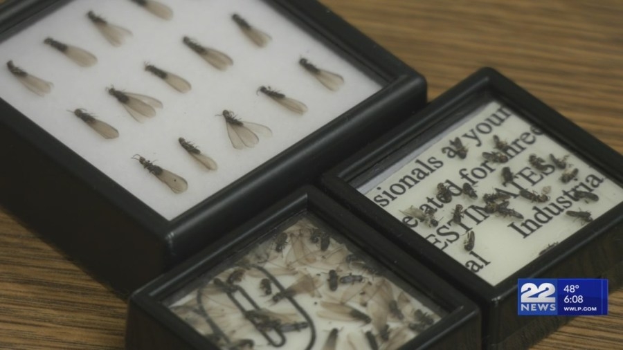 What to look out for during termite season