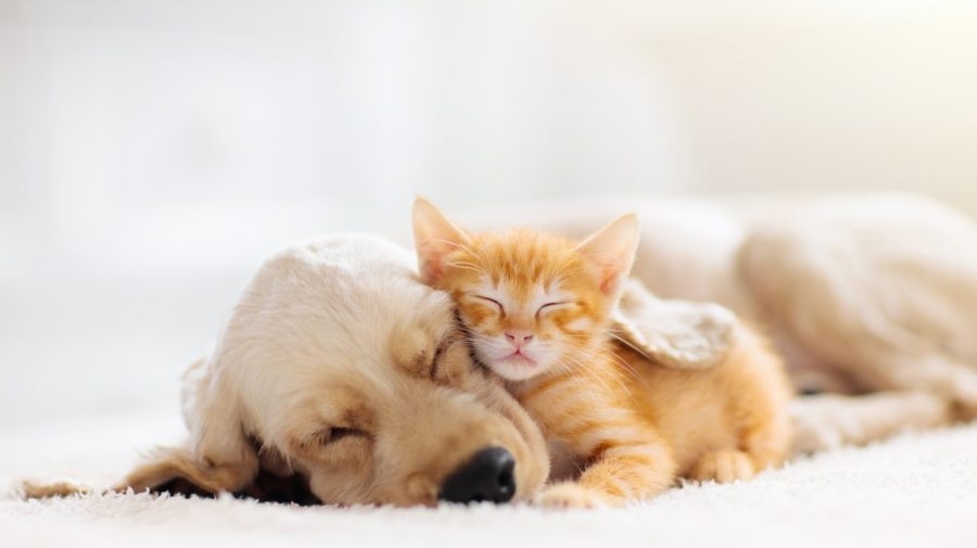 NYS gives funding for animal shelter improvements