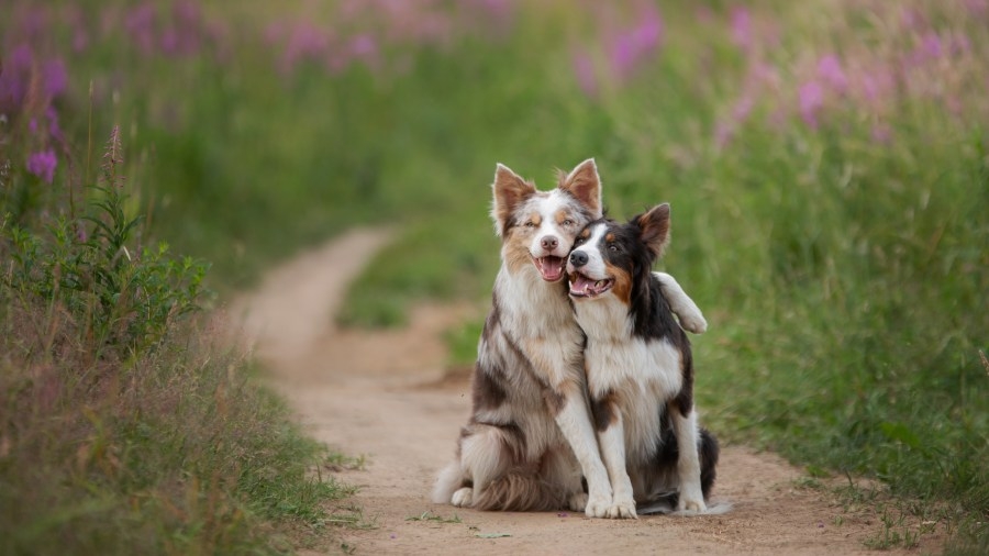 Paws for Help: SUNY Canton's Veterinary Program assists in dog rescue
