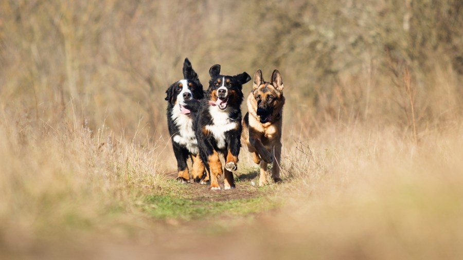 April 1-30: Wags and Whiskers 8th Annual Pet Food Drive