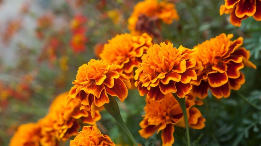 May 17: CCE Annual Master Gardener Plant Sale