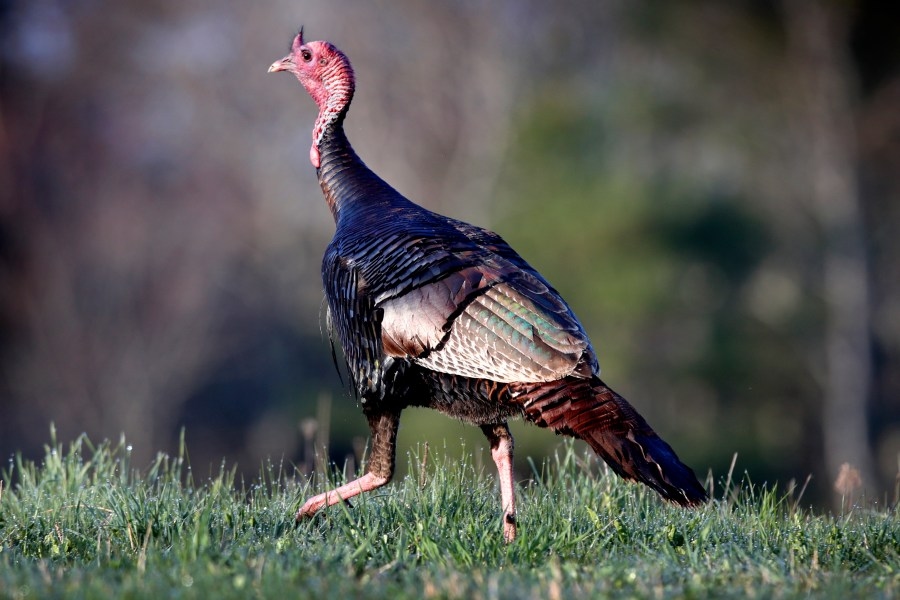 DEC hosting Youth Turkey Hunt in St. Lawrence County