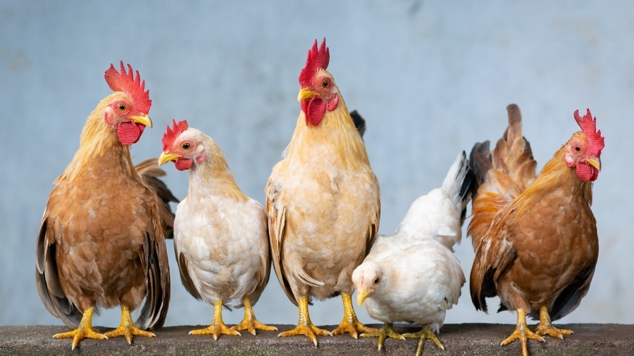April 26: Poultry & Small Animal Spring Auction