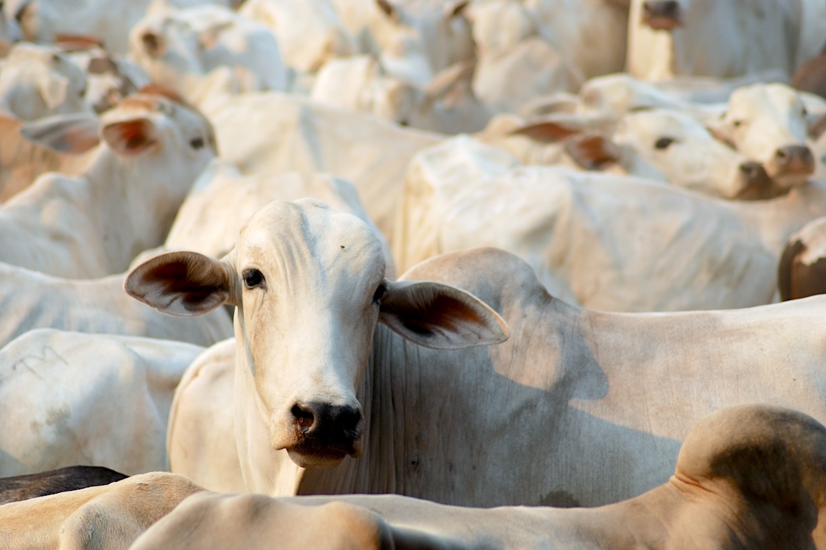 To Breed Heat-Proof Cows, Nigerian Farmers Source Brazilian Bull Genes