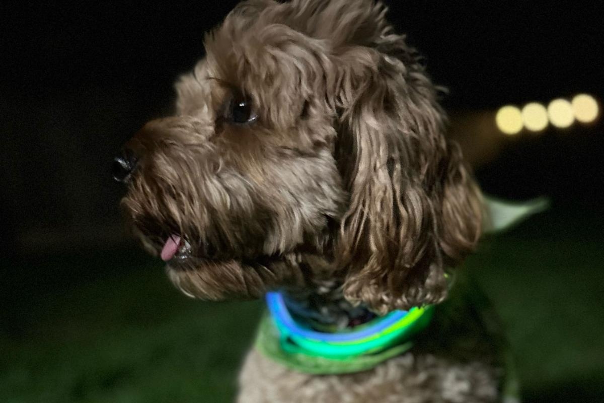 Glow-in-the-dark York walk to raise funds for youth homelessness group